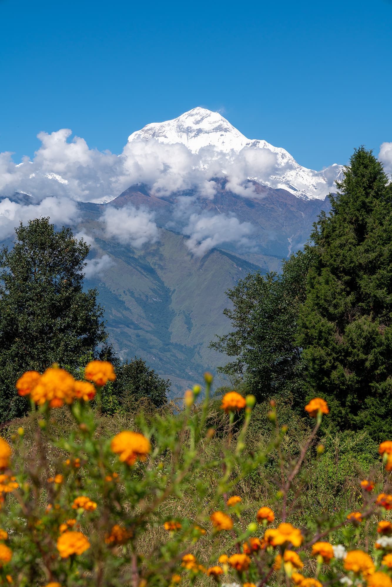 Mountain flowers portrait